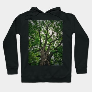 Oak Crown Hoodie